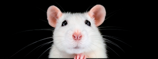 cons against animal experimentation